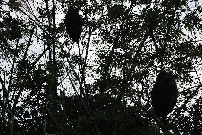 Full day hiking in Jungle of Cat Ba National park - A Day in the Jungle: What to Expect