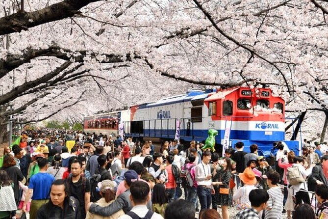 Full-Day Jinhae Cherry Blossom festival Private tour - Discover the Magic of Jinhaes Cherry Blossom Festival