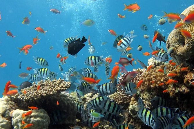 Full-Day Koh Phi Phi Scuba Diving Course from Phuket - Key Points