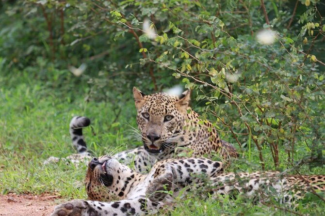 Full day Safari - Yala National Park - 04.30 am to 06.00 pm with - Janaka safari - Exploring the Full-Day Safari at Yala National Park with Janaka Safari
