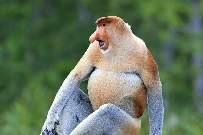Full-Day Sepilok Orangutan and Proboscis Monkey from Sandakan or Kota Kinabalu - Key Points