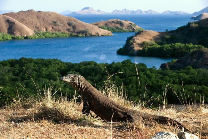 Full Day Tour to Komodo Island By Speed Boat to explore 6 destinations - Exploring the Best of Komodo Island in a Day