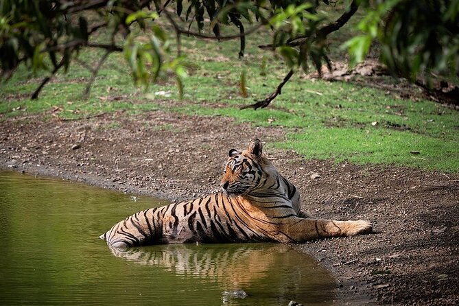 Full-Day Trip to Ranthambore National Park from Jaipur - What to Expect from the Tour
