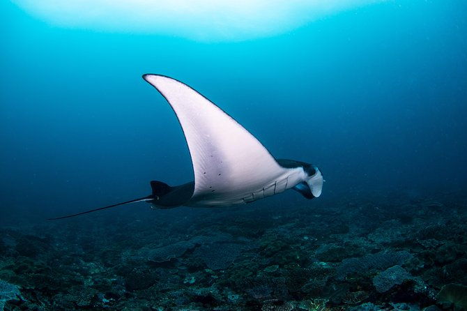 Fun Dive Nusa Penida Bali - For Certified Divers - Why Choose Blue Season Bali’s Nusa Penida Dive Tour?