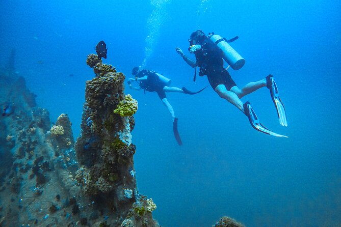 Fun Dives For Certified Divers - Exploring the Best of Galles Underwater World with Certified Dives