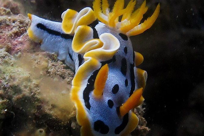 Fun Dives - Guided Dives for Certified Divers - What Makes This Tour Stand Out?