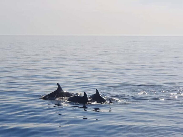 Funtana,Vrsar: Dolphin safari, drinks included - Discovering the Istrian Coastline