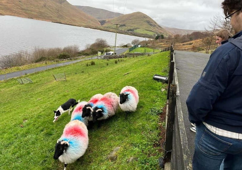 Galway: Connemara, Sheepdog Show and Medieval Castle Tour - Value and Practical Tips