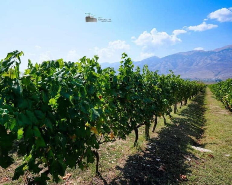 Gjirokaster: Vineyard, Wine Tasting & Farm-to-Table Dining - An Overview of the Gjirokaster Vineyard & Wine Tasting Tour