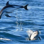 Golfo Aranci: boat tour in the Tavolara Protected Area - The Itinerary: From Golfo Aranci to Tavolara’s Hidden Corners