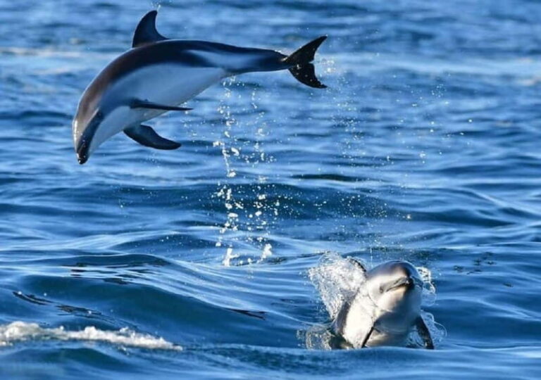 Golfo Aranci: boat tour in the Tavolara Protected Area - The Itinerary: From Golfo Aranci to Tavolara’s Hidden Corners