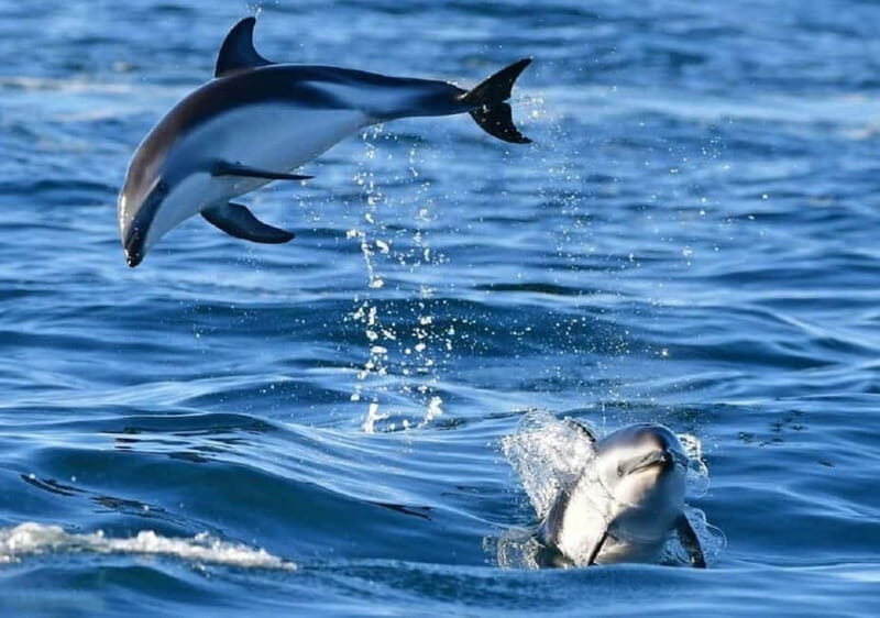 Golfo Aranci: boat tour in the Tavolara Protected Area - The Itinerary: From Golfo Aranci to Tavolara’s Hidden Corners