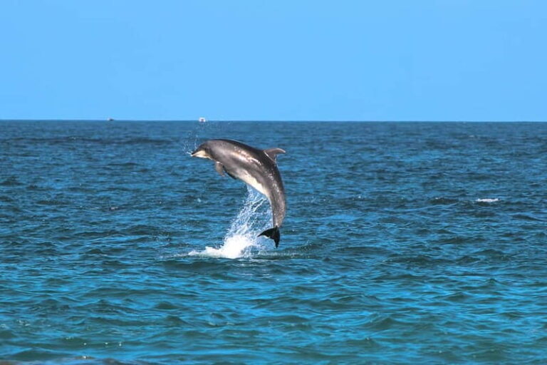 Golfo Aranci: Dolphin Watching Kayaking Tour with Aperitif - The Value & Overall Impression