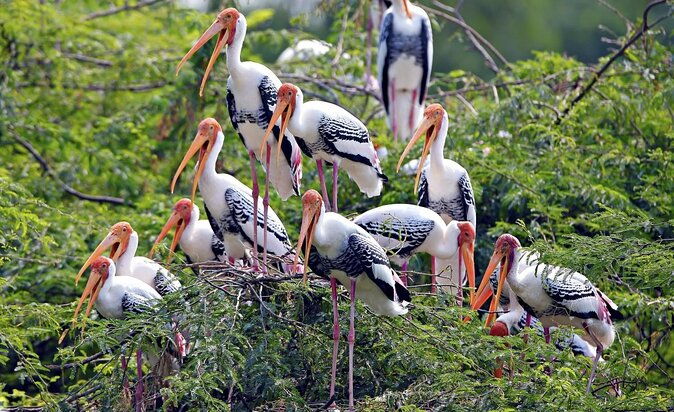 Guided Keoladeo Bird National Park Tour in Bharatpur from Jaipur - Key Points