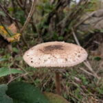 Guided Nature Tour: Pilgrims Way & Bigbury Fort - Practical Details & What to Know Before You Go