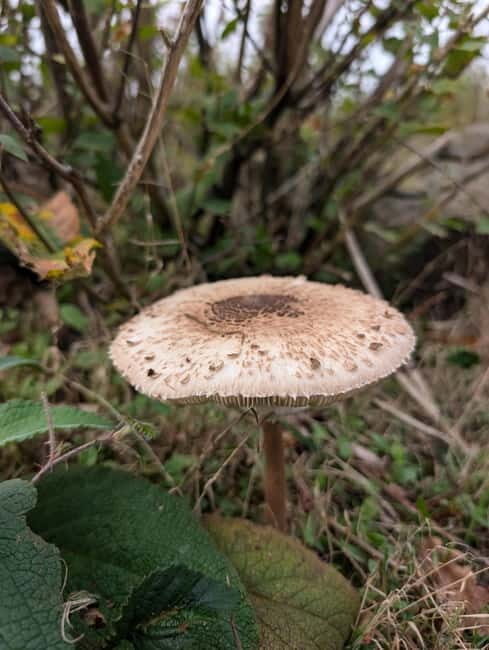 Guided Nature Tour: Pilgrims Way & Bigbury Fort - Practical Details & What to Know Before You Go