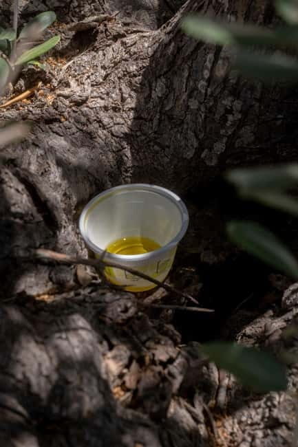 Guided oil tasting with tour of olive grove in Agrigento - An In-Depth Look at the Olive Oil Tasting & Grove Tour