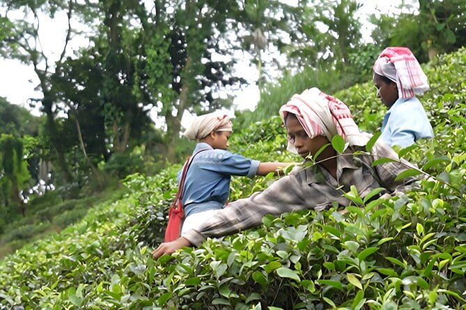 Guwahati Tea Garden tour @ Amchong - Introduction