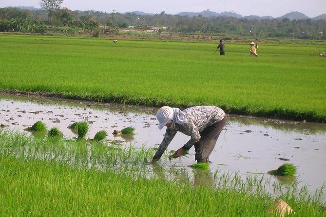 Half-Day Hoi An Countryside and Villages Tour by Bike - What to Expect From the Tour