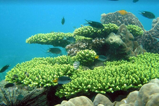 Half-day Snorkeling Experience in Phu Quoc Island - Early Morning Pickup & Transport