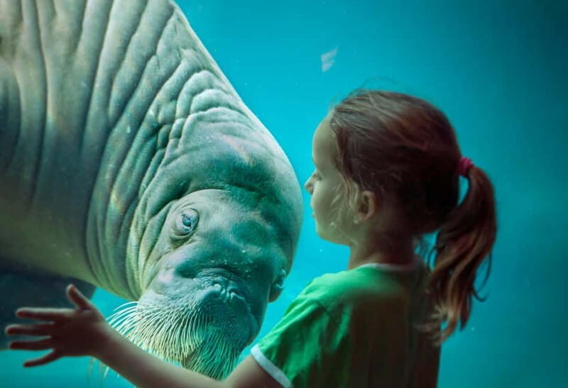 Harderwijk: Dolfinarium Entry Ticket - An In-Depth Look at the Dolfinarium Experience