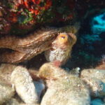 Heraklion: Try Scuba Diving - Who Should Consider This Experience?