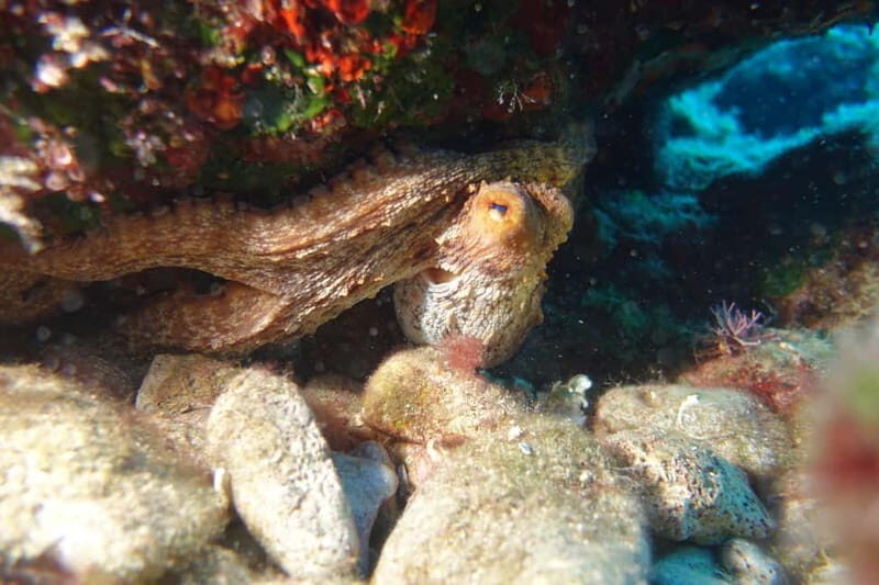 Heraklion: Try Scuba Diving - Who Should Consider This Experience?