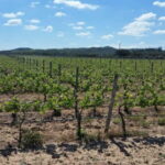 Herdade Canal Caveira - Visit Winery & Picnic - The Guided Tour: What You Can Expect