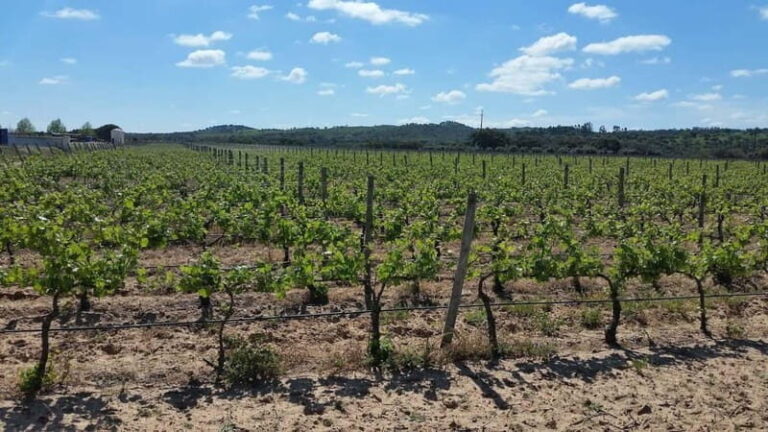 Herdade Canal Caveira - Visit Winery & Picnic - The Guided Tour: What You Can Expect