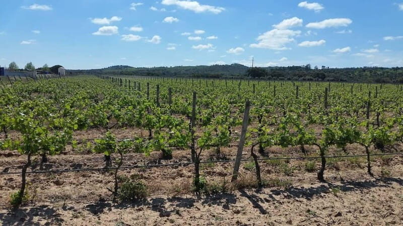 Herdade Canal Caveira - Visit Winery & Picnic - The Guided Tour: What You Can Expect