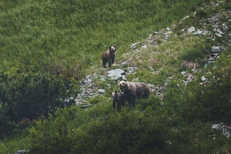 High Tatras: Bearwatching Hiking Tour in Slovakia - The Itinerary: What to Expect