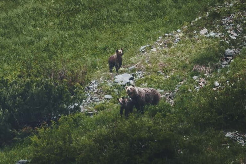 High Tatras: Bearwatching Hiking Tour in Slovakia - The Itinerary: What to Expect