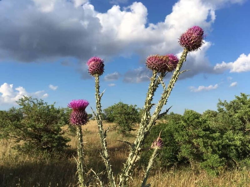 Hiking in the Murgia of Castel del Monte - What You Can Expect on the Tour