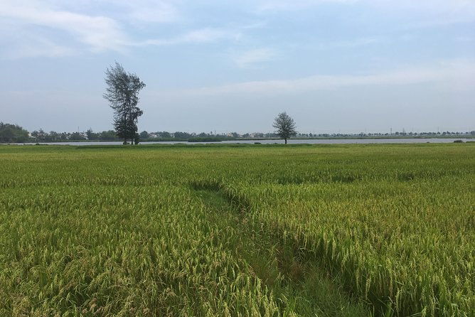 Hoi An countryside biking tour, water buffalo+ basket boat ride - A Deep Dive into the Hoi An Countryside Biking Tour