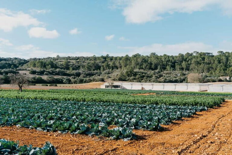 Hort de Sa Vall: Guided tour of the crops and outdoor dinner - Why This Tour Is Worth It