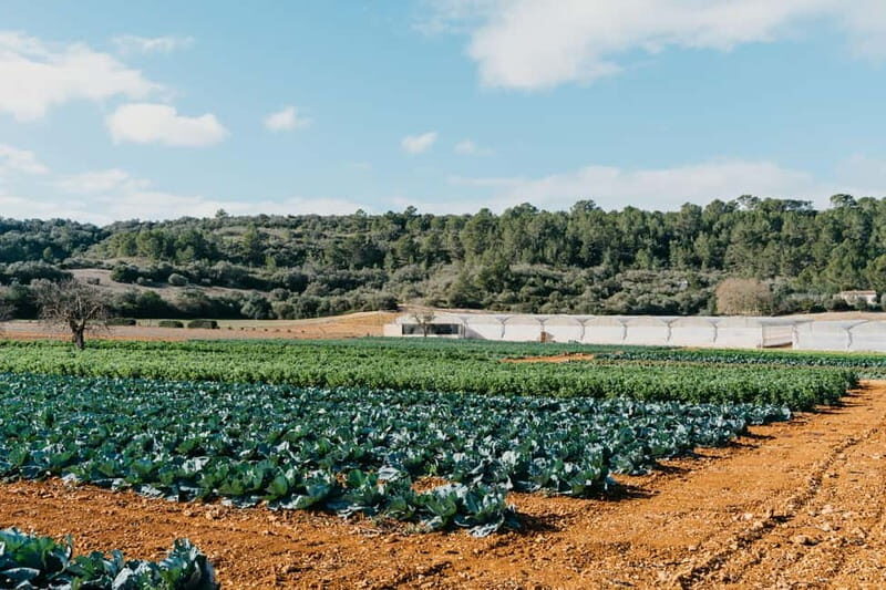 Hort de Sa Vall: Guided tour of the crops and outdoor dinner - Why This Tour Is Worth It