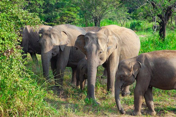Hurulu Eco Park Private Safari from Sigiriya - Key Points