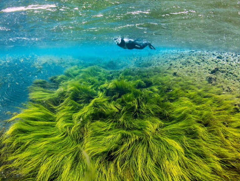 Húsavík: Bubbling Sands Snorkeling Tour - What You Can Expect from the Tour