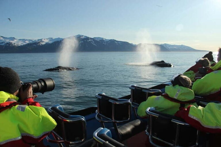 Húsavík: Original Big Whale Safari & Puffins by Speedboat - Why This Tour Works for Different Travelers