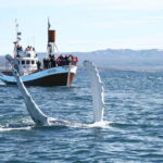 Húsavík: Traditional Whale Watching by Local Family Company - The Value of the Tour
