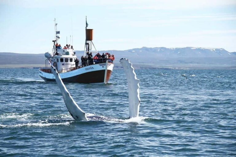 Húsavík: Traditional Whale Watching by Local Family Company - The Value of the Tour
