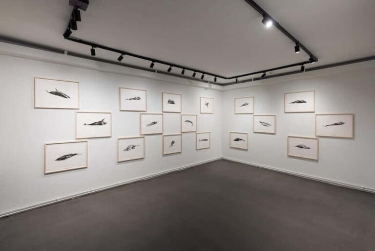 Húsavík: Whale Museum Entry Ticket - The Experience at a Glance