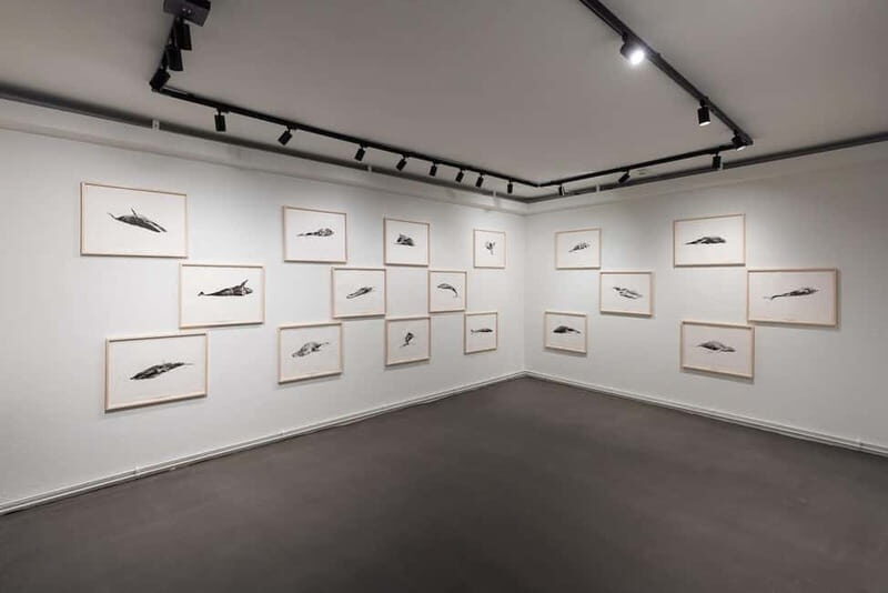 Húsavík: Whale Museum Entry Ticket - The Experience at a Glance