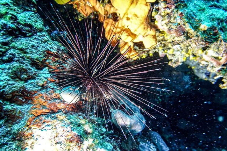 Hvar: Try Dive/Discover Scuba Diving Program - An In-Depth Look at the Experience