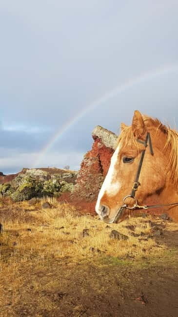 Iceland: Volcanic Landscape Horse Riding Tour - Authentic Moments from Reviewers