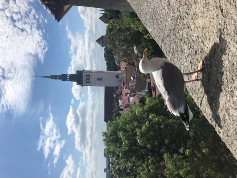 Iconic Old town Tallinn - What Does the Tour Include?