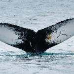 Ísafjörður: Westfjords Whale Watching Boat Tour - Why This Tour Is Worth Considering