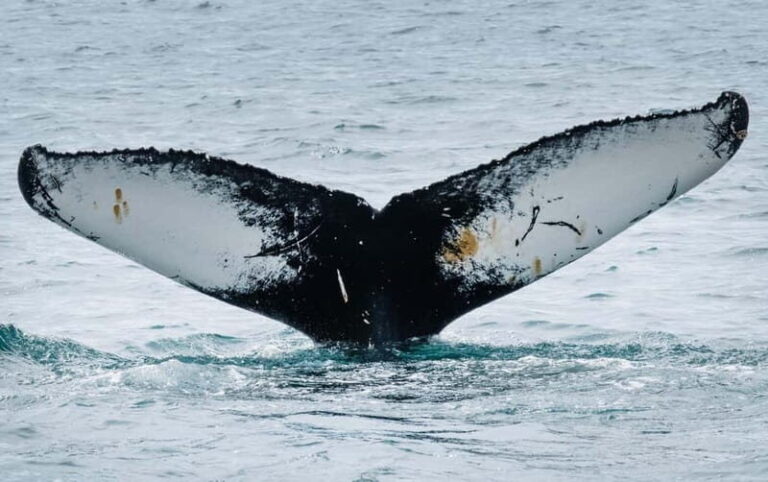 Ísafjörður: Westfjords Whale Watching Boat Tour - Why This Tour Is Worth Considering