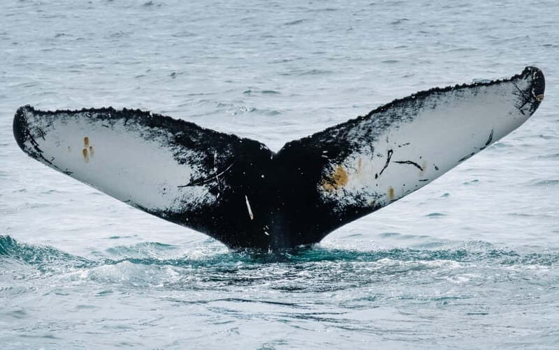Ísafjörður: Westfjords Whale Watching Boat Tour - Why This Tour Is Worth Considering