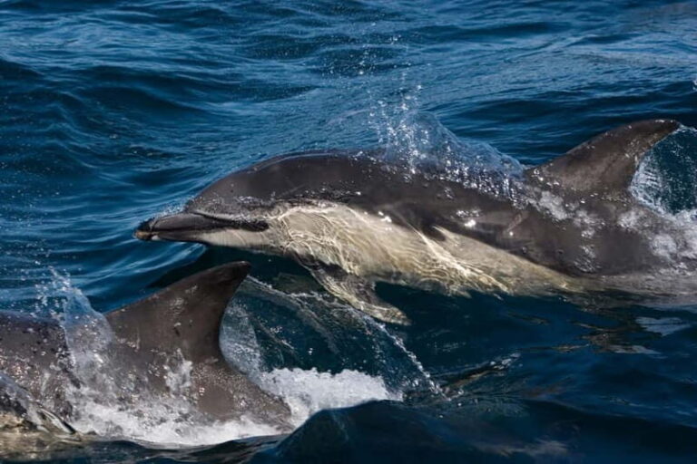 Isle of Mull: Guided Wildlife Watch at Glengorm Castle - What Is the Experience Like?